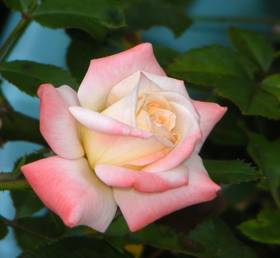 X-Rated photo xr2012_06240014_zps4a6b8419.jpg